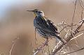 Meadowlark 011109 088